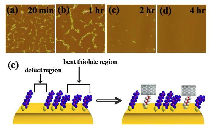 Thiol 자기조립박막의 형성시간에 따른 dithiolate CNT의 흡착여부 확인