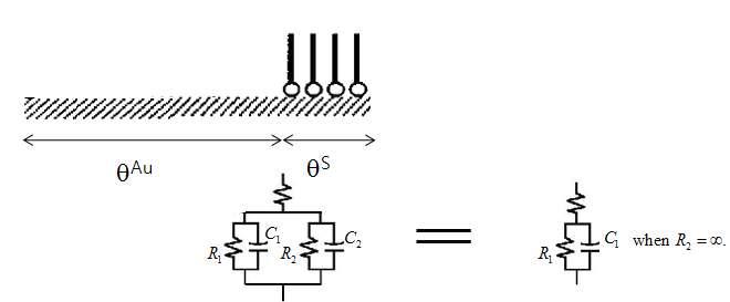 금속전극에 알킬티올 SAM이 형성되었을 경우 임피던스 모델