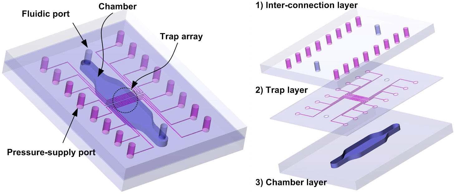 Schematic view of a pneumatically-driven cell trap with vibrator array.