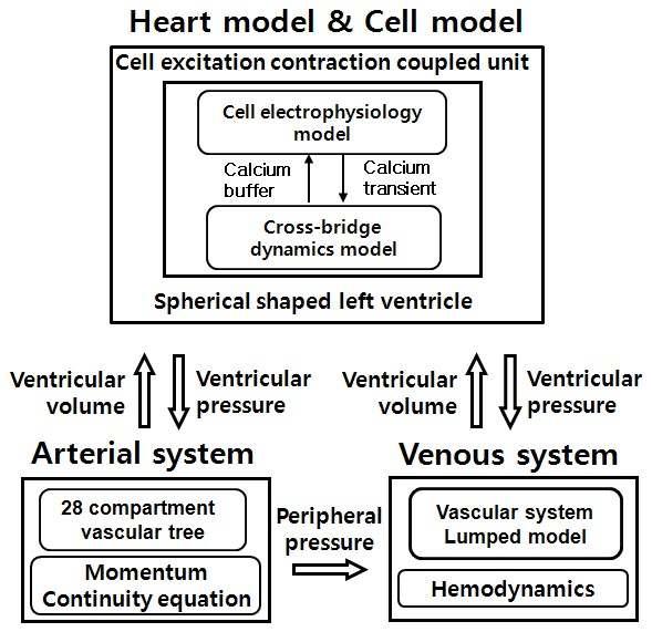 통합된 심혈관 시스템 모델의 개략도