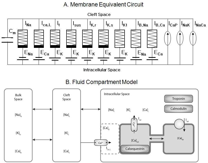 인간 심방 세모의 수학적 모델 개략도. A. 근섬유막을 위한 전기적 등가 회로. B. intracelluar, cleft 와 extracellular 공간을 포함한 유체 모델