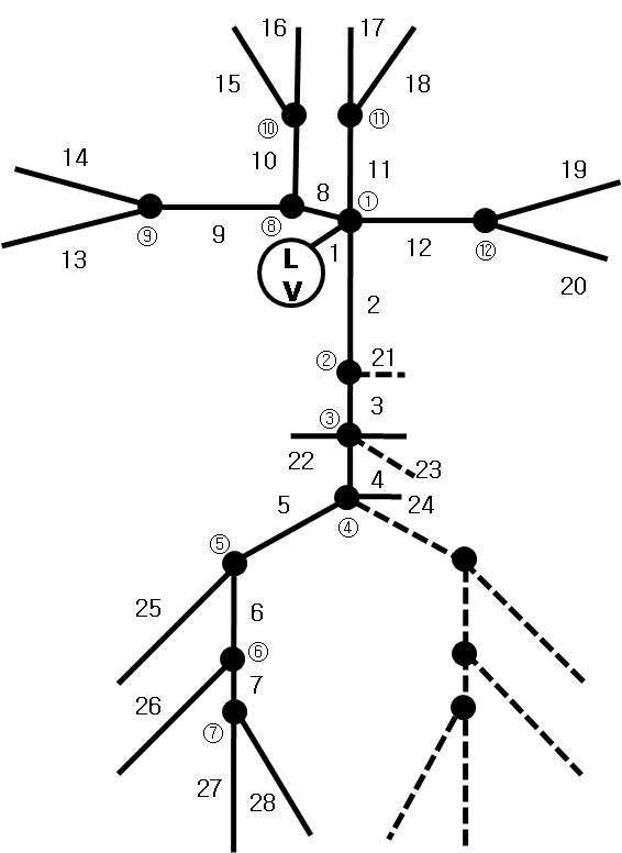 동맥계의 28 요소 분산 모델 (점선 요소는 대칭에 의해 반영된 것을 의미)
