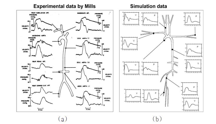 동맥의 각 부위에서 압력 및 혈류량: (a) Mills 등 (1970) 의 실험결과와 (b) 본 계산 결과