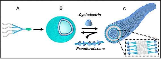 Cyclodextrin과 pyrene의 inclusion complex 형성을 통한 나노튜브 제조 메커니즘.