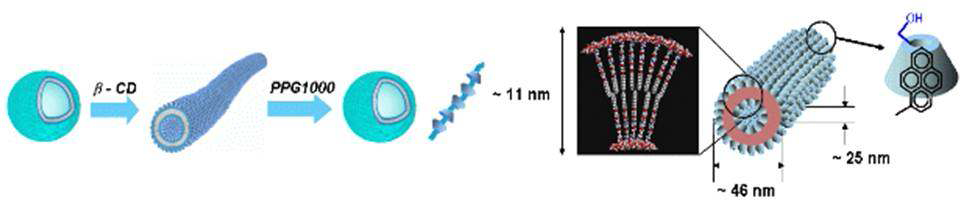 덴드론의 자기조립과 cyclodextrin inclusion 모티브의 결합에 의한 신개념의 유기나노튜브 제조 기구.