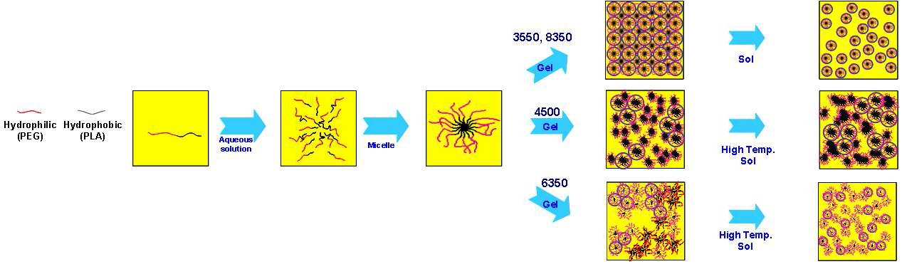 PLA-PEG 블록공중합체 수용액의 온도 변화에 따른 미세구조 전이 모델