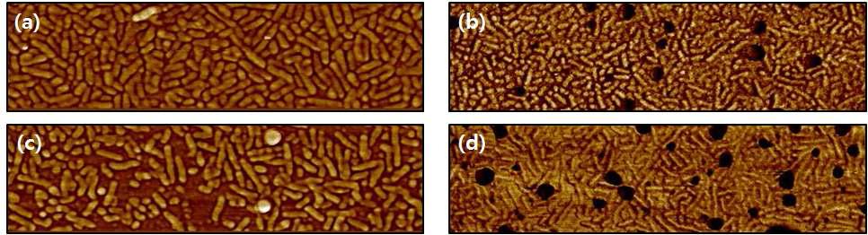 P3HT-b-PtBA(10:26)블록공중합체 마이셀 구조. (a)와 (c)는 MEK, (b)와 (d)는 ethyl acetate 선택적 용매에서 형성된 마이셀 구조이다.