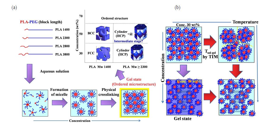 PLA-PEG 블록공중합체의 농도 (a) 및 온도 (b) 변화에 따른 미세구조.