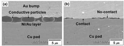 Cross-sectional SEM views of the as-bonded flip chip interconnects; (a) ACF interconnect, (b) NCF interconnect