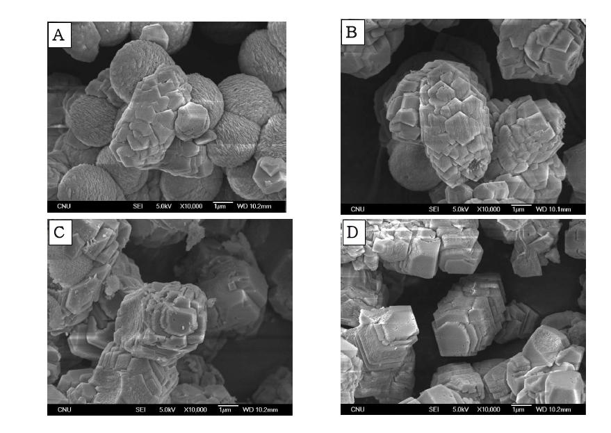 SEM image observed calcite of 0.1 M CaCO3 cystal structure at 24 hr with Asp concentration; (A) 0.1 M, (B) 0.05 M, (C) 0.025 M, (D) 0.01 M.