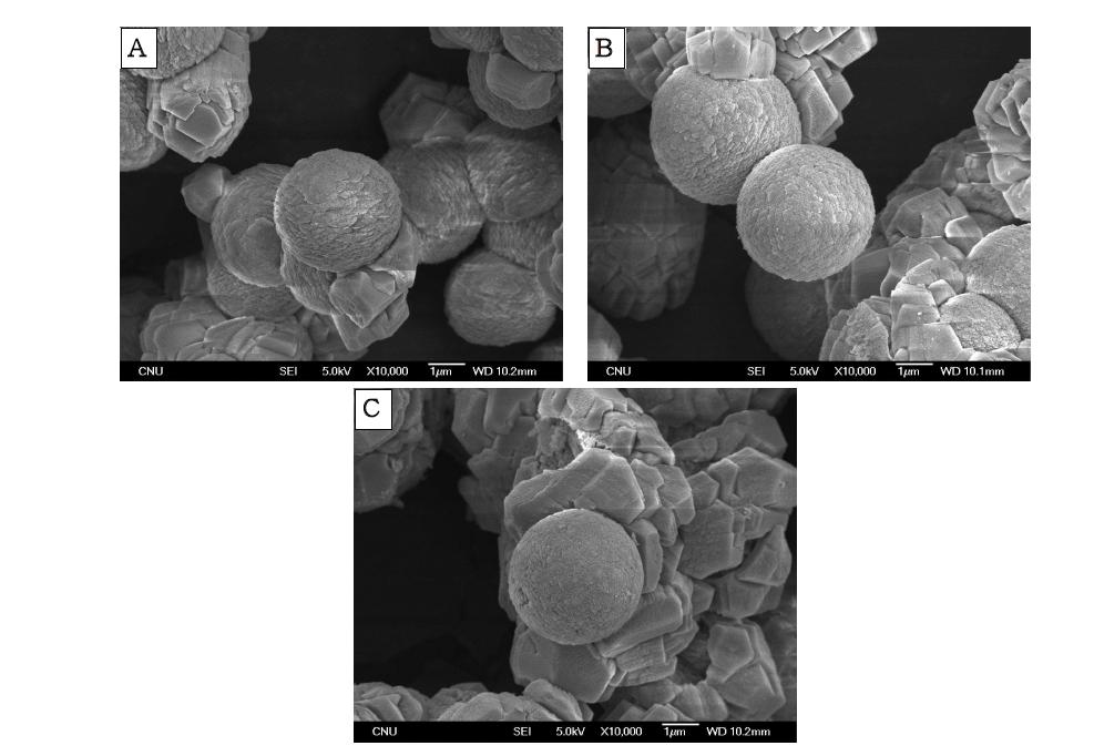 SEM image observed vaterite of 0.1 M CaCO3 cystal structure at 24 hr with concentration; (A) 0.1 M, (B) 0.05 M, (C) 0.025 M.