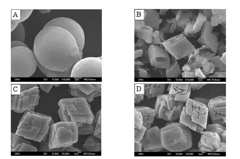 SEM images of CaCO3 by changing dropping velocity of Asp solution to CaCl2 and Na2CO3 mixture; (A) dumping of Asp, (B) 1 mL/min, (C) 4 mL/min, (D) 10 mL/min.