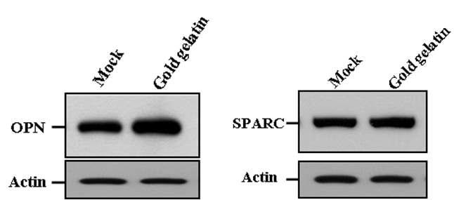 나노골드-젤라틴의 티타늄표면 흡착에 의한 골아세포 성장에 관여하는 OPN 및 SPARC 단백질의 변화