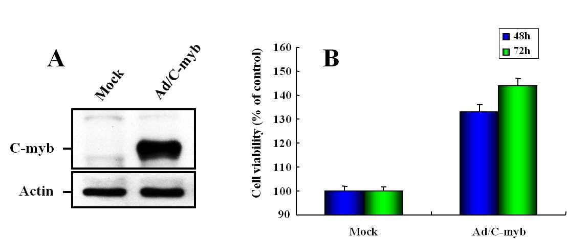 A: Ad/c-myb 감염에 의한 골아세포에서의 c-myb 발현 유도, B: 티타늄 표면에서 Ad/c-myb 발현유도에 의한 골아세포의 성장