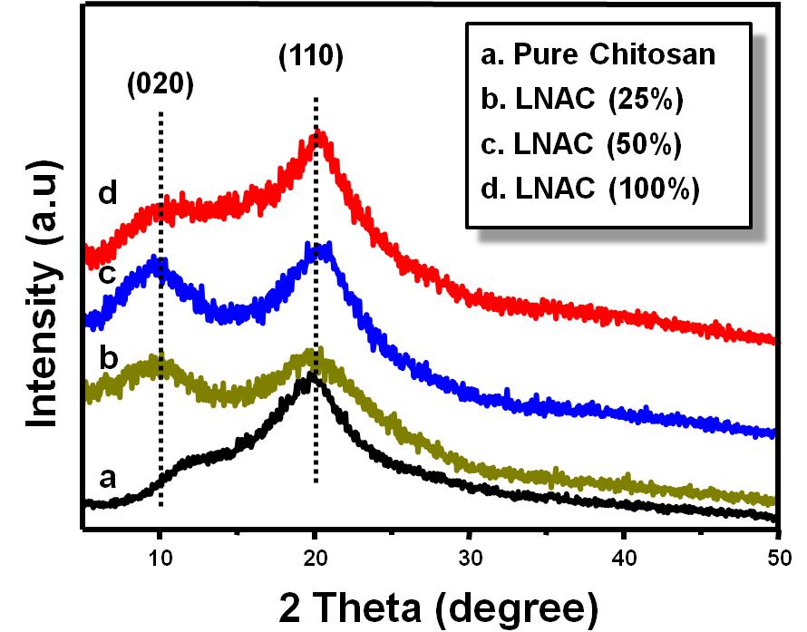 시판되는 키토산 염이 LNAC로 개질된 후 X-선 회절분석기로 물성을 측정한 결과이다. 키토산의 크 리스탈라인이 LNAC로 개질된 이후에는 20 degree 이후부터 분열하기 시작하였다.