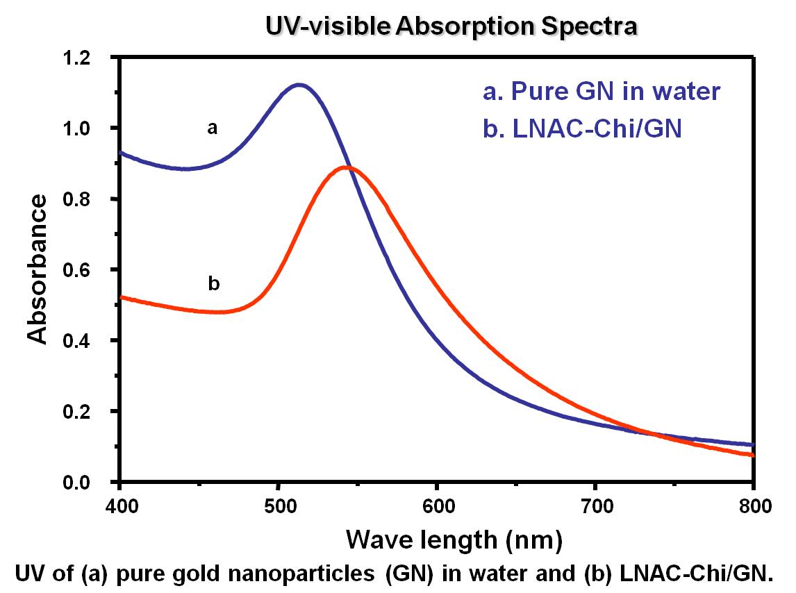 UV spectrum에서 gold nanopaticle과 LNAC-Chi/GN의 peak가 525-530 nm의 영역에서 유지되고 있는 것을 확인하였다