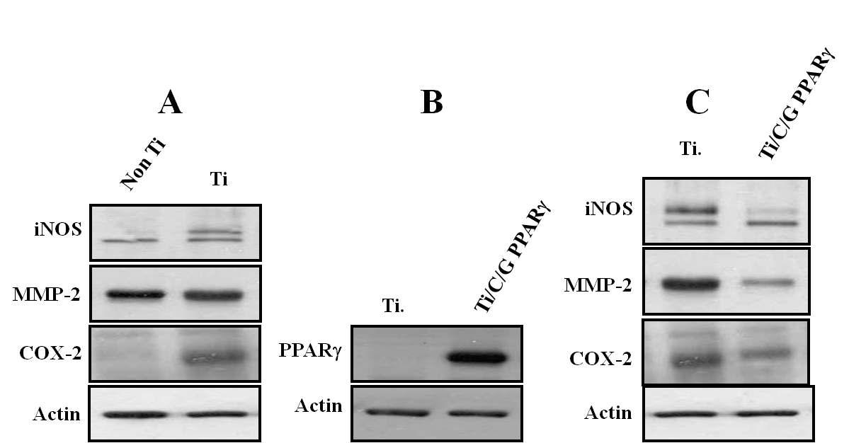 A: 순수 티타늄 표면에서 활성산소 관련 염증분자인 iNOS, MMP-2, COX-2의 발현이 증가 B: 키토산 나노골드 PPARγ 복합체에 의해 순수 티타늄 표면에서 높은 PPAR의 발현이 가능, C: PPARγ의 발현으로 활성산소 관련 iNOS, MMP-2, COX-2의 발현이 억제