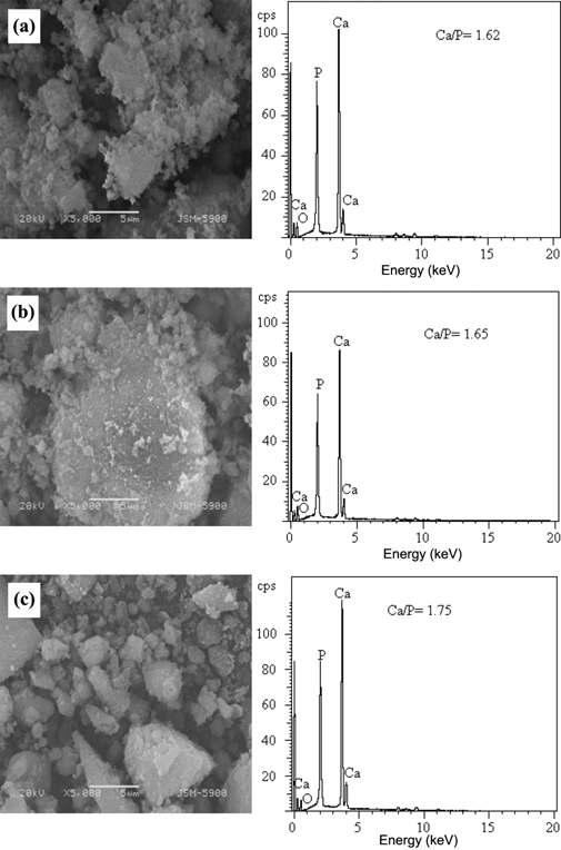 SEM micrographs and EDX data of the apatite synthesized from different route (a) Citric acid (b) Tartaric acid (c) Lactic acid and calcined at 750 °C for 1 h.