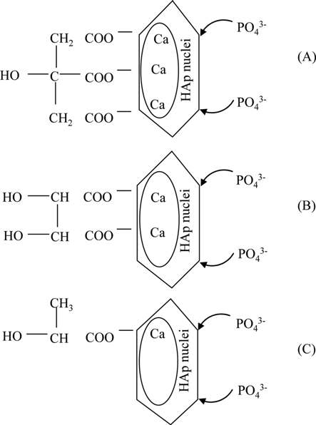 Schematic diagram of the formation of a HAp embryo with the aid of (a) Citric acid (b) Tartaric acid (c) Lactic acid.