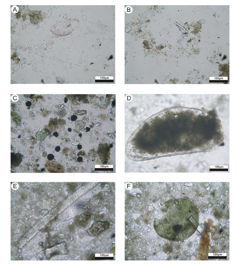 Microphotographs showing the constituent materials of selected sediment intervals in core HS2. A and B: Diatom from 1 and 15cm depth. C: Framboidal pyrite from 22cm depth. D: An ostracod from 50cm depth. E: Shell fragments from 55cm depth. F: Pollen from 69cm depth.