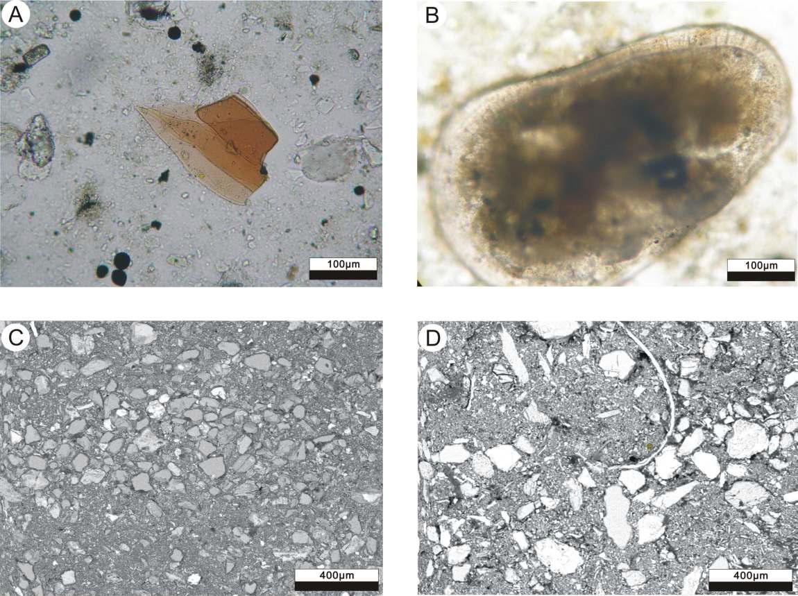 Microphotographs showing constituent materials of selected sediment intervals in core HS6(A and B). A: Framboidal pyrite from 2cm depth of the core. B: Ostracoda from 125cm depth. Backscattered electron images showing microtexture of ostracod. C: sand and mud layer. D: sandy mud and shell fragments.