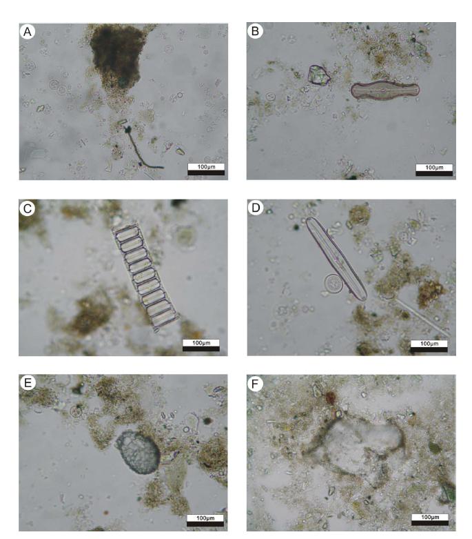 Microphotographs showing constituent materials of selected sediment intervals in core HS11. A, B, C and D: Diatom from 8, 53, 75 and 77cm depth. E: Pollen from 99cm depth. F: Carbonate mud from 115cm depth.