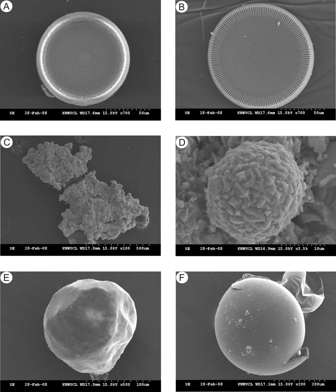SEM Micrographs showing surface morphology of selected microfossils and sediments in core HS12. A and B: Diatom. C and D: Framboidal Pyrite. E and F: Pollen.