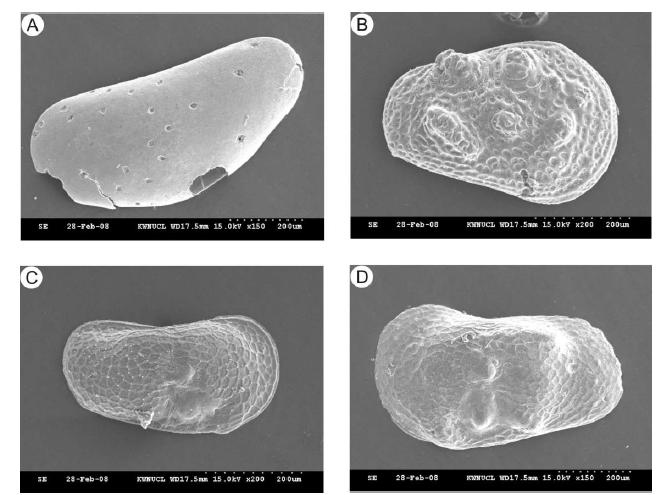 SEM Micrographs of ostracods from core HS12. A: Candona lepnevae. B: Cytherissa lacustris. C: Limnocythere inopinata, D: Leucocythere sp.