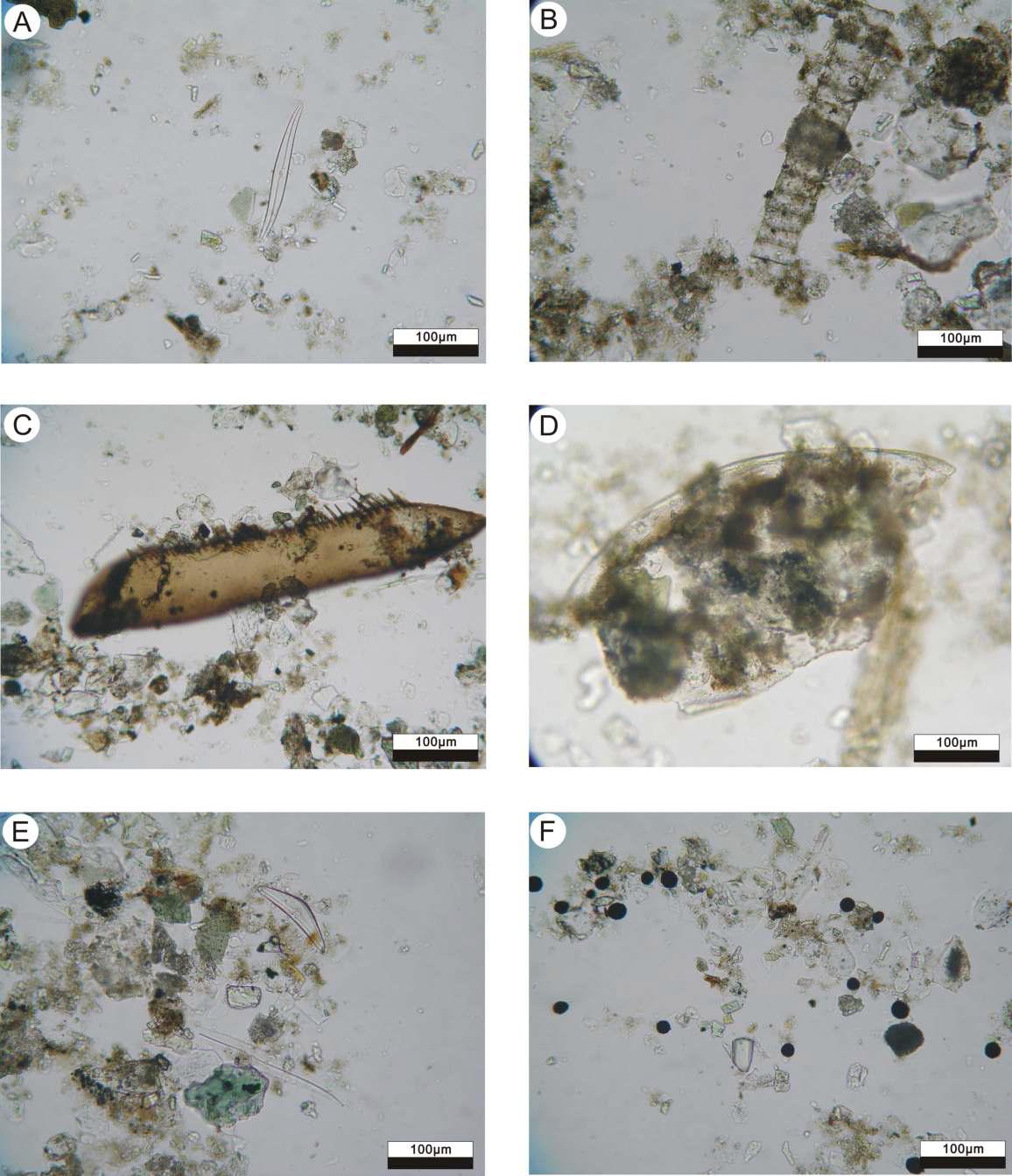 Microphotographs showing constituent materials of selected sediments in core HS20. A, B and E: Diatom from 1, 2 and 37cm depth. C: from 10cm depth. D: Ostracod from 19cm depth. F: Framboidal pyrite from 51cm depth.