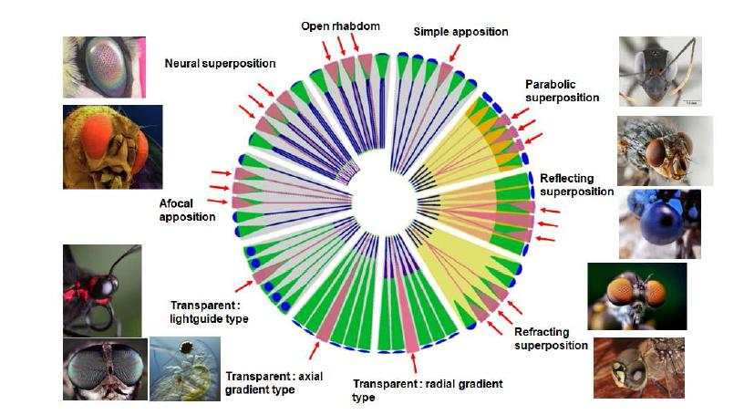 10가지 형태의 자연 곤충 눈