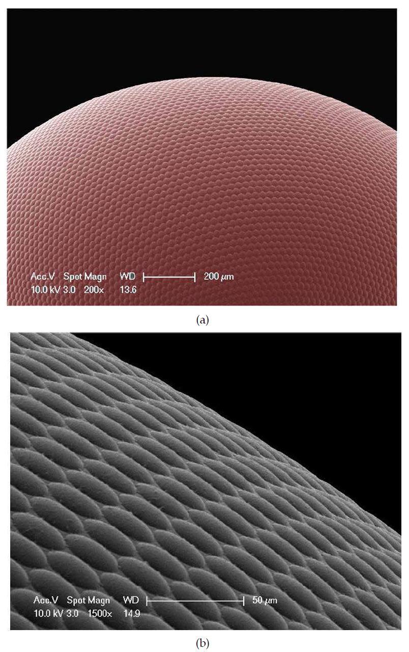 3차원 형상 광감응 고분자 ACE의 전자현미경 이미지, (좌) : 곡면을 따라 원형미세렌즈가 배열된 ACE 렌즈, (우) : 확대된 ACE 렌즈의 표면.