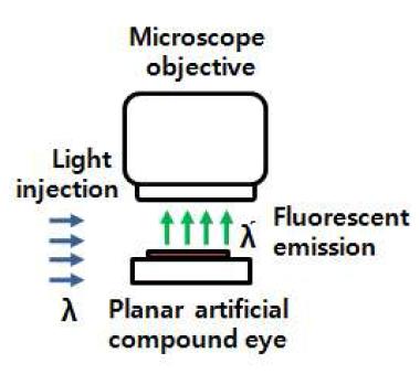 평면 인공 곤충 눈의 광 특성 평가를 위한 실험 장치
