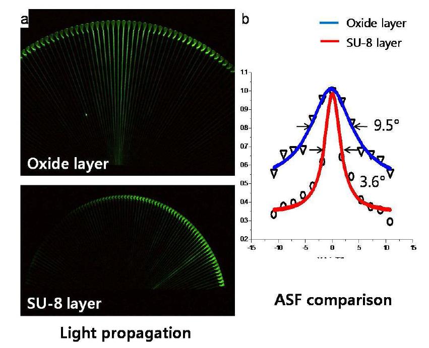 a. Oxide layer위에 형성된 평면 인공 곤충 눈와 SU-8 layer위에 형성된 평면 인공 곤충 눈에서의 빛의 진행 모습과 b. 각 감응성(Angular sensitivity function, ASF)의 비교.