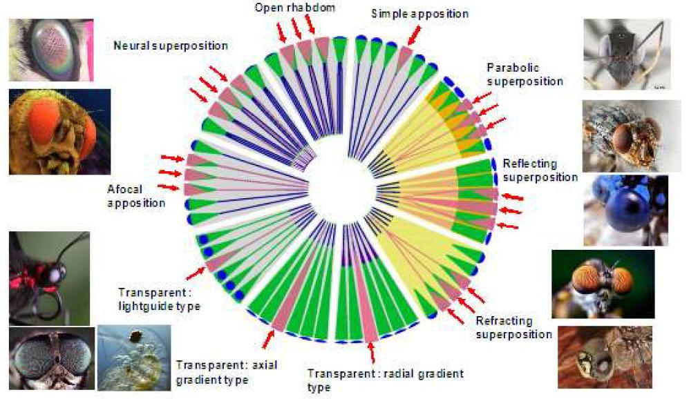 자연계에 존재하는 10가지 다른 곤충 눈의 광학구조의 예시.