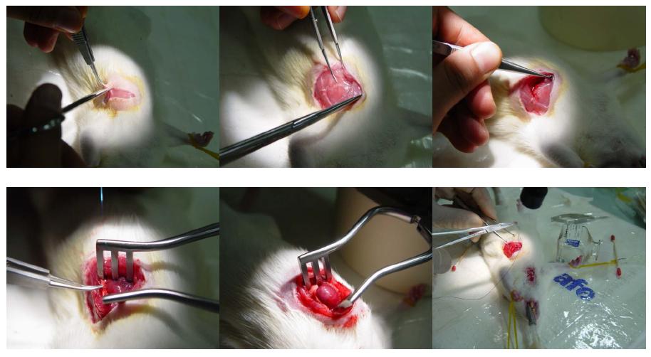 Induction of myocardial infarction in the Sprague-Dawley rat.