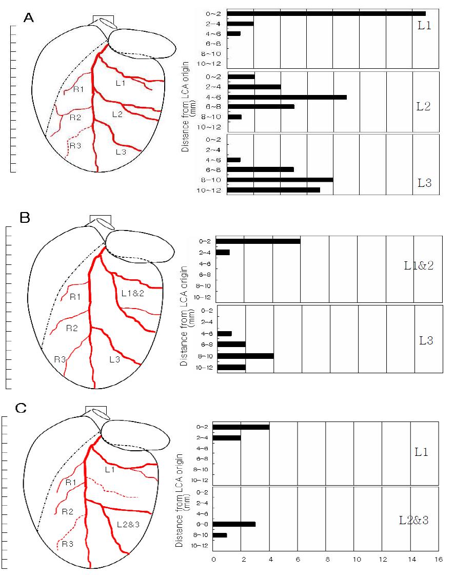 The types (type I: A, type Ⅱ: B, and type Ⅲ: C) of branching patterns (left) and corresponding graphs of frequency distribution of LV branches of left coronary artery (right) in SD male rats.