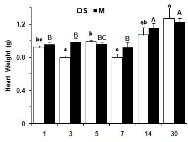 Changes of Heart weight (g) at 1, 3, 5, 7, 14 and 30 days after sham ligation (S) and ligation of left coronary artery (M).