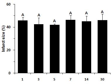 Myocardial infarction size (%) at 1, 3, 5, 7, 14 and 30 days after sham ligation (S) and ligation of left coronary artery (M).