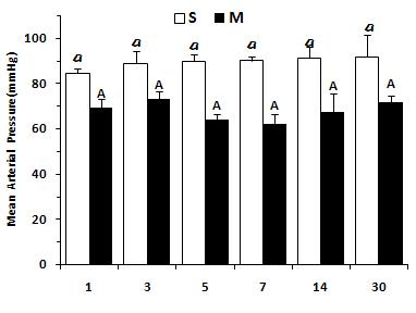 Changes of Mean Arterial Pressure (mmHg) at 1, 3, 5, 7, 14 and 30 days after sham ligation (S) and ligation of left coronary artery (M).