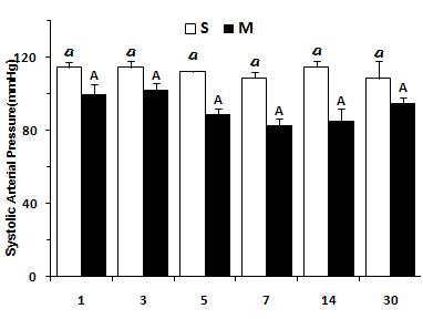 Changes of Systolic Arterial Pressure (mmHg) at 1, 3, 5, 7, 14 and 30 days after sham ligation (S) and ligation of left coronary artery (M).