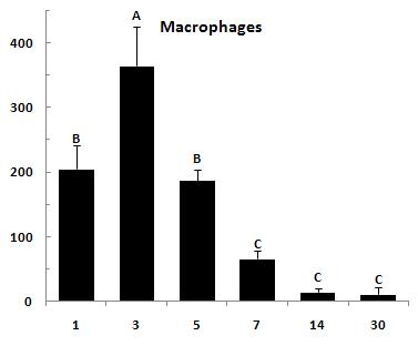 Infiltration of marcrophages (mm2) at 1, 3, 5, 7, 14 and 30 days after ligation of left coronary artery (M).