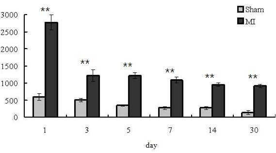 대조군(Sham)과 실험군(MI)에서의 creatine kinase (CK, IU/ℓ)의 평균 수치(**, p < 0.01).