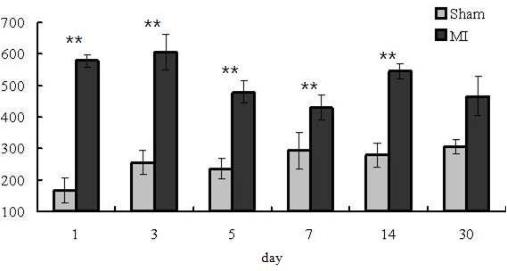 대조군(Sham)과 실험군(MI)에서의 creatine kinase isoenzyme MB (IU/ℓ)의 평균 수치 (**, p < 0.01).