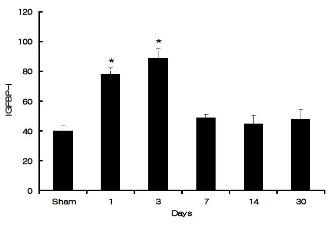 Serum concentrations of IGFBP-1 (ng/ml) in myocardial infarcts at different time points. Values are mean ± S.E.M. * < 0.05 as compared to sham operated rats.