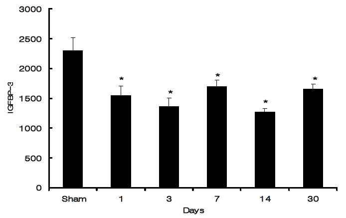 Serum concentrations of IGFBP-3 (ng/ml) in myocardial infarcts at different time points. Values are mean ± S.E.M. * < 0.05 as compared to sham operated rats.