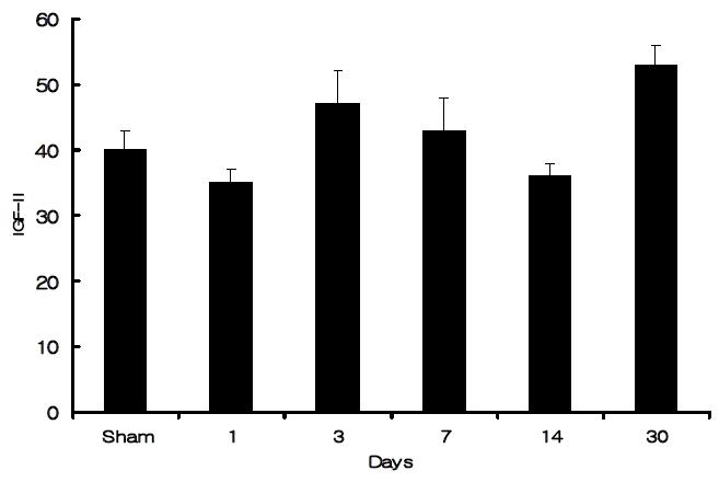 IGF-II concentrations (ng/g) of cardiac tissue in myocardial infarcts at different time points. Values are mean ± S.E.M. * < 0.05 as compared to sham operated rats.