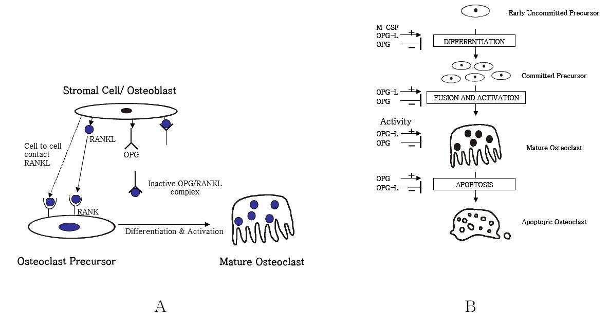 (A) RANKL와 OPG의 상호작용에 의한 파골세포 생성의 통제, (B) RANKL와 OPG의 상호 작용에 의한 파골세포 기능의 조절