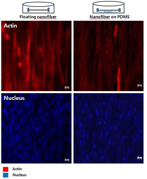 aligned nanofiber의 조건에 따른 근육세포의 성장 정도 차이