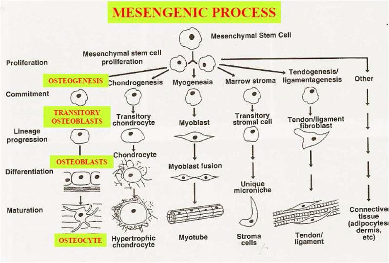 성체줄기세포의 분화 가능성에 대한 그림