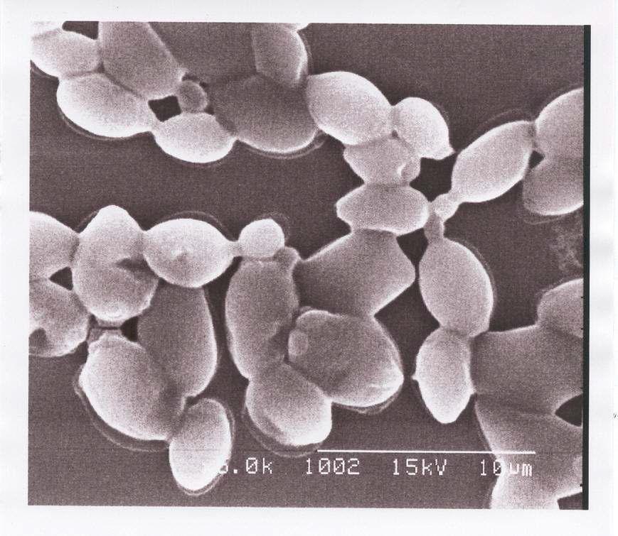 SEM으로 관찰한 Saccharomyces italicus KJ의 형태.